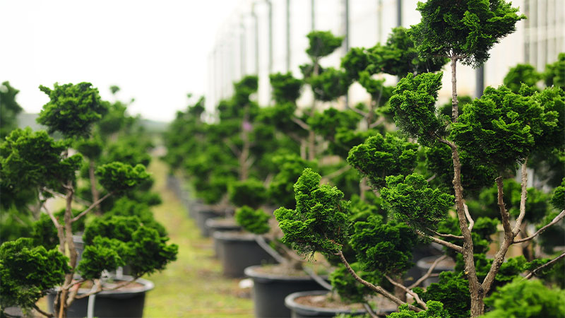 linkbild-software-fuer-baumschulen