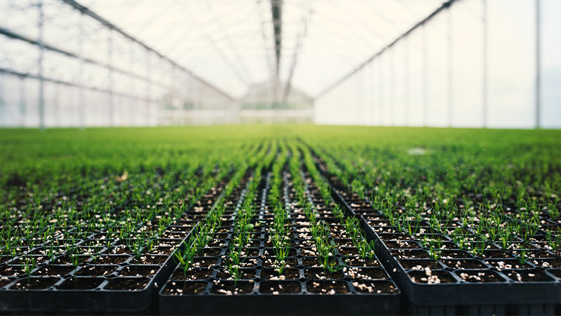 linkbild-software-fuer-forstbaumschulen